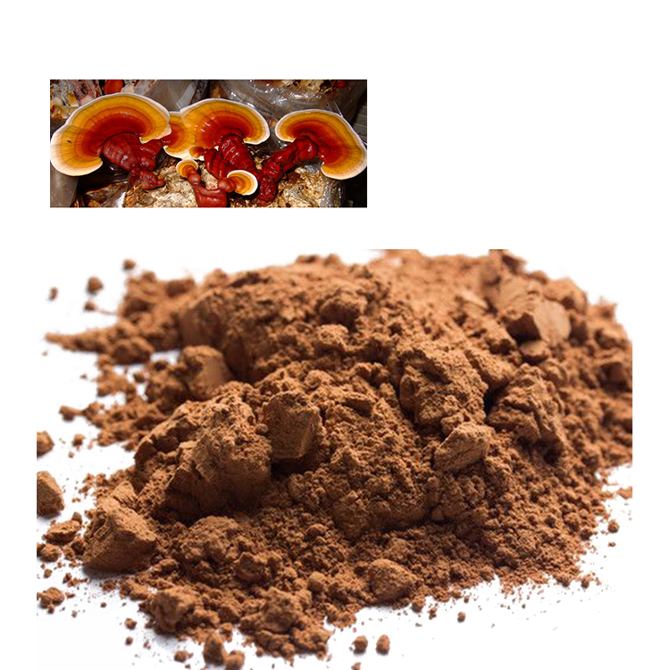 Organic Red Reishi Powder in Chinese Medicine Today