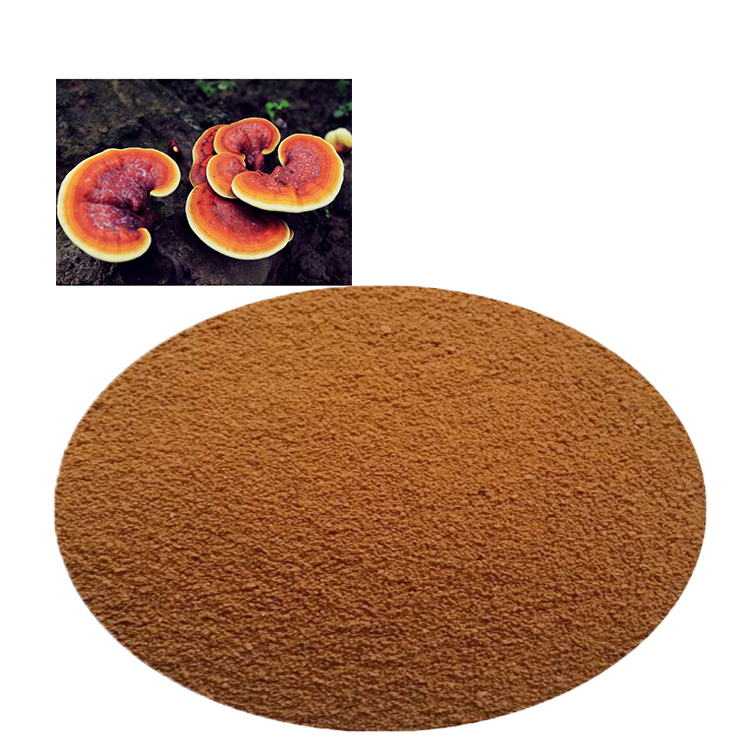Ganoderma Lucidum vs Lingzhi: Are They the Same?