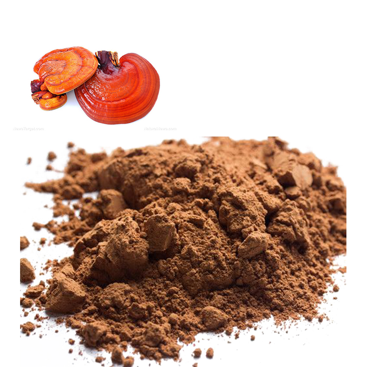 Organic Red Reishi Powder in Chinese Medicine Today