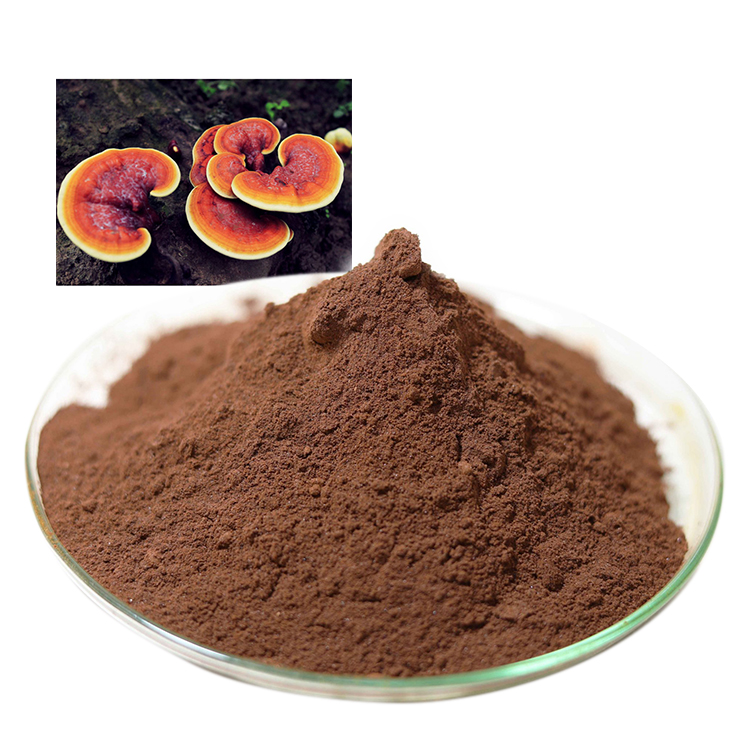 Buy Certified Organic Mushroom Powder and Certified Organic Ganoderma Lucidum Powder and Red Reishi Mushroom Extract Online - Health Benefits & Uses