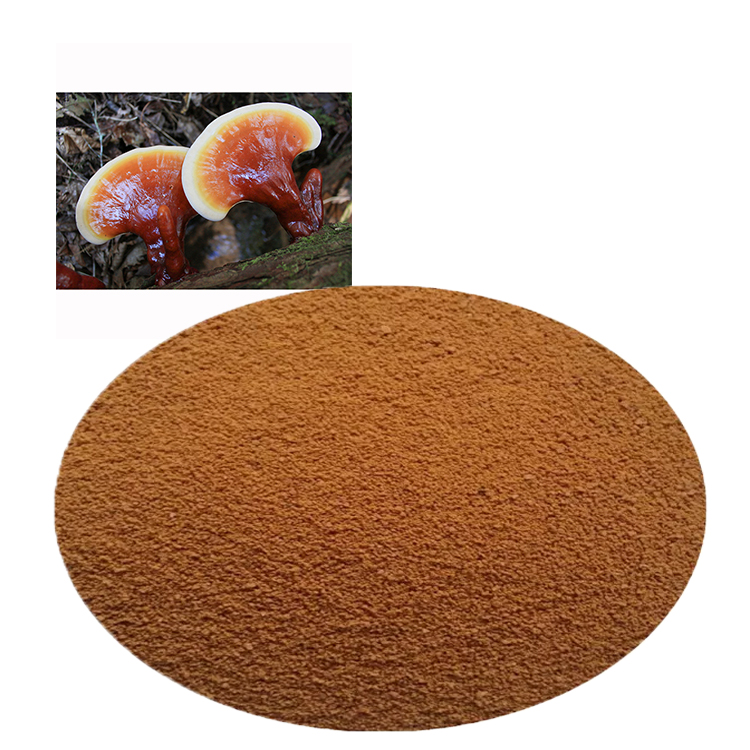 What Makes USDA Organic Red Reishi Powder Superior