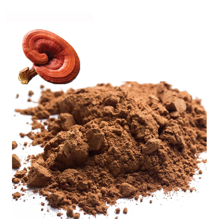 Organic Red Reishi Powder in Chinese Medicine Today