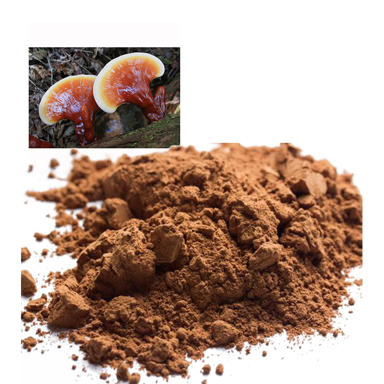 Non-GMO Red Reishi Powder for Clean-Label Products