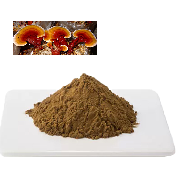 Ganoderma Lucidum for Sleep and Relaxation