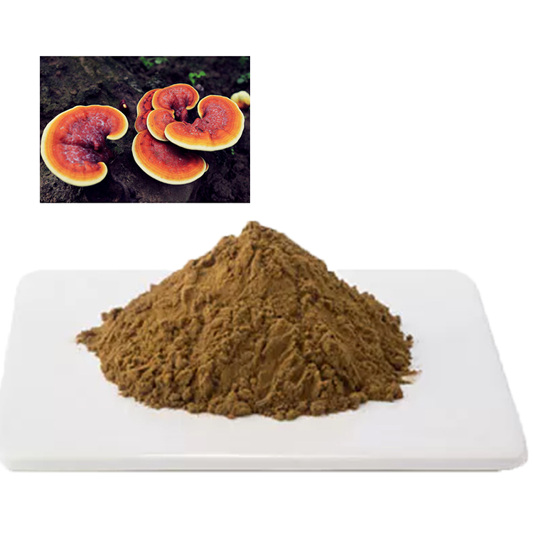 Beta-Glucans in Reishi: Key to Immune Support