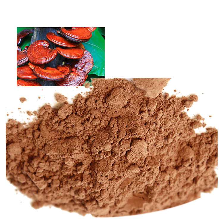 What Makes a Premium Red Reishi Extract Worth the Price?