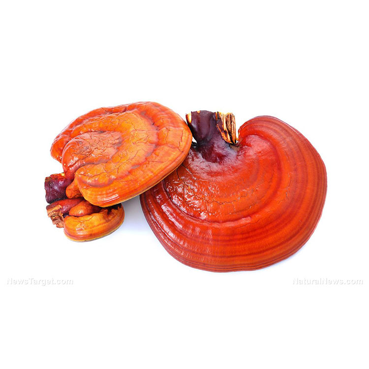 How to Choose the Best Organic Medicinal Mushroom Powder Online