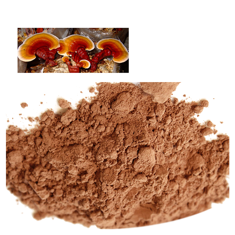 Red Reishi Mushroom vs Ganoderma Lucidum – What’s the Difference?