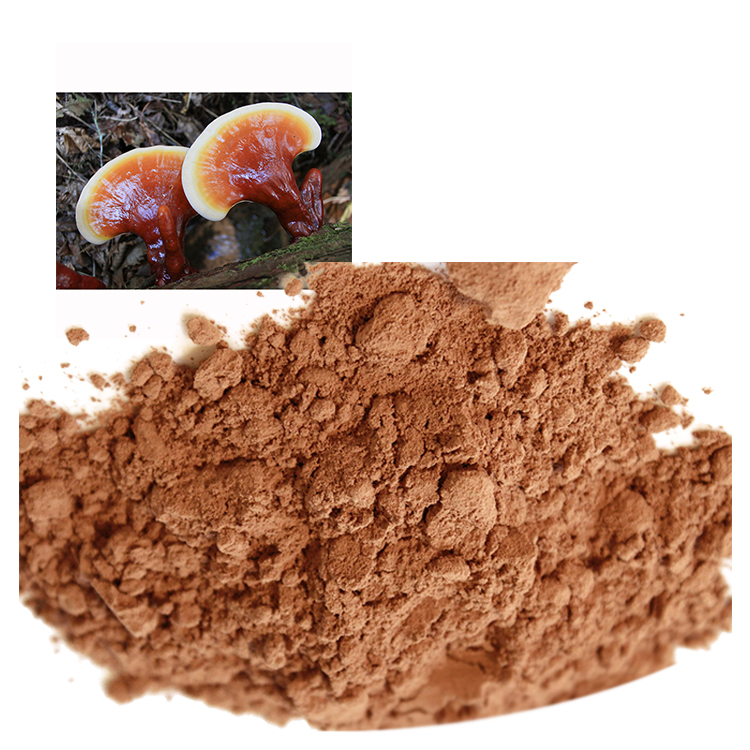 Red Reishi Mushroom vs Ganoderma Lucidum – What’s the Difference?
