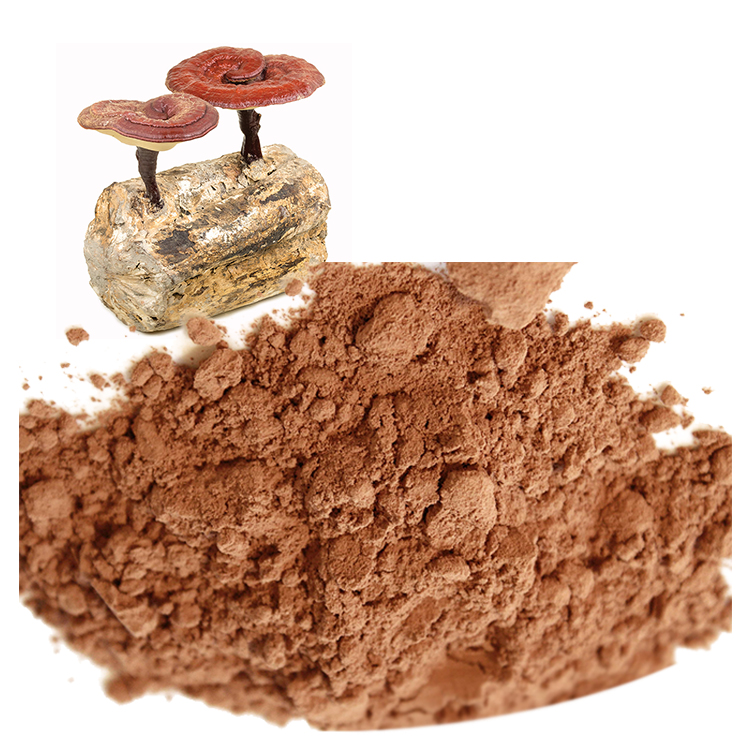Red Reishi Mushroom vs Ganoderma Lucidum – What’s the Difference?