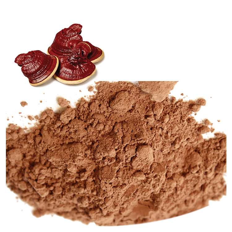 Red Reishi Mushroom vs Ganoderma Lucidum – What’s the Difference?