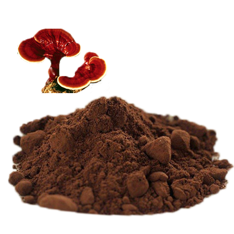 Organic Reishi Extract Powder Wholesale for Supplement Brands