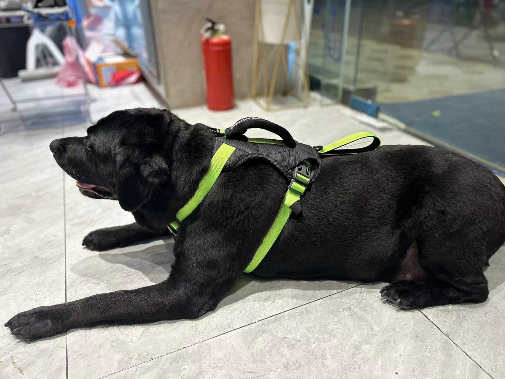 CUSTOM HARNESS(AD-H01)