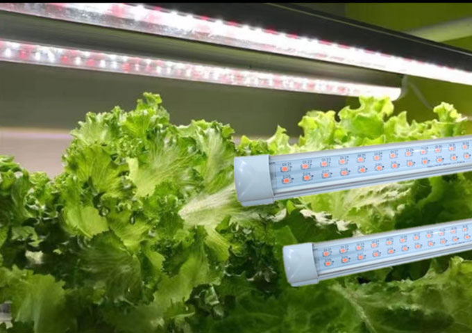 Plant growing Lights