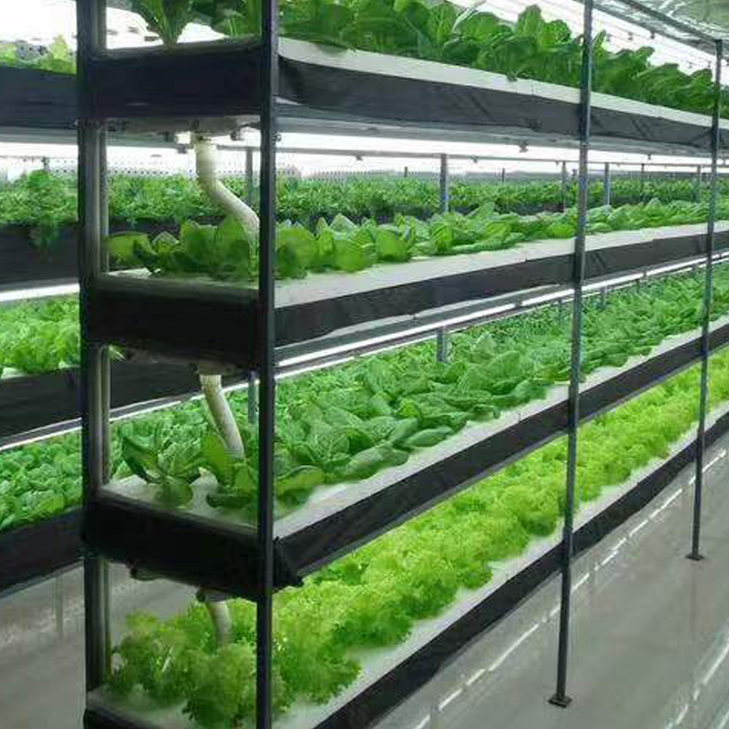 Green Plant growing Lights