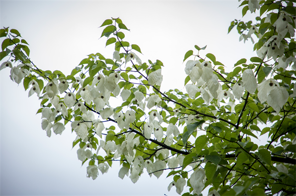 5月，奔赴一场马边最美“鸽子花”之约！