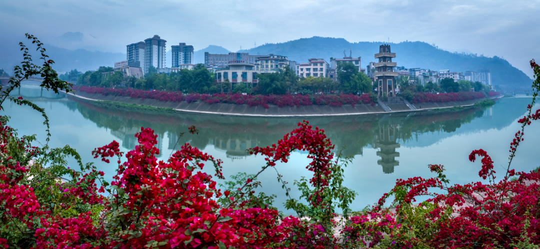 图说马边 | 三角梅花开正艳，马边处处是风景！