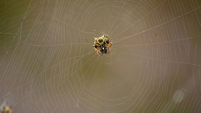 Kraig Biocraft Begins Shipping Spider Silk Fiber Samples