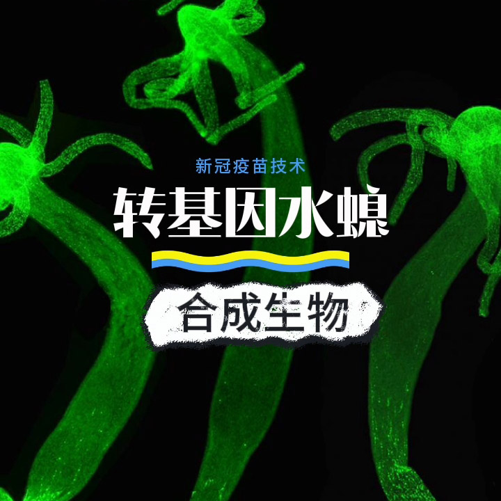 九头蛇疫苗（六）转基因水螅与合成生物学疫苗Hydra Vaccine (VI) Transgenic Hydra and Synthetic Biology Vaccines