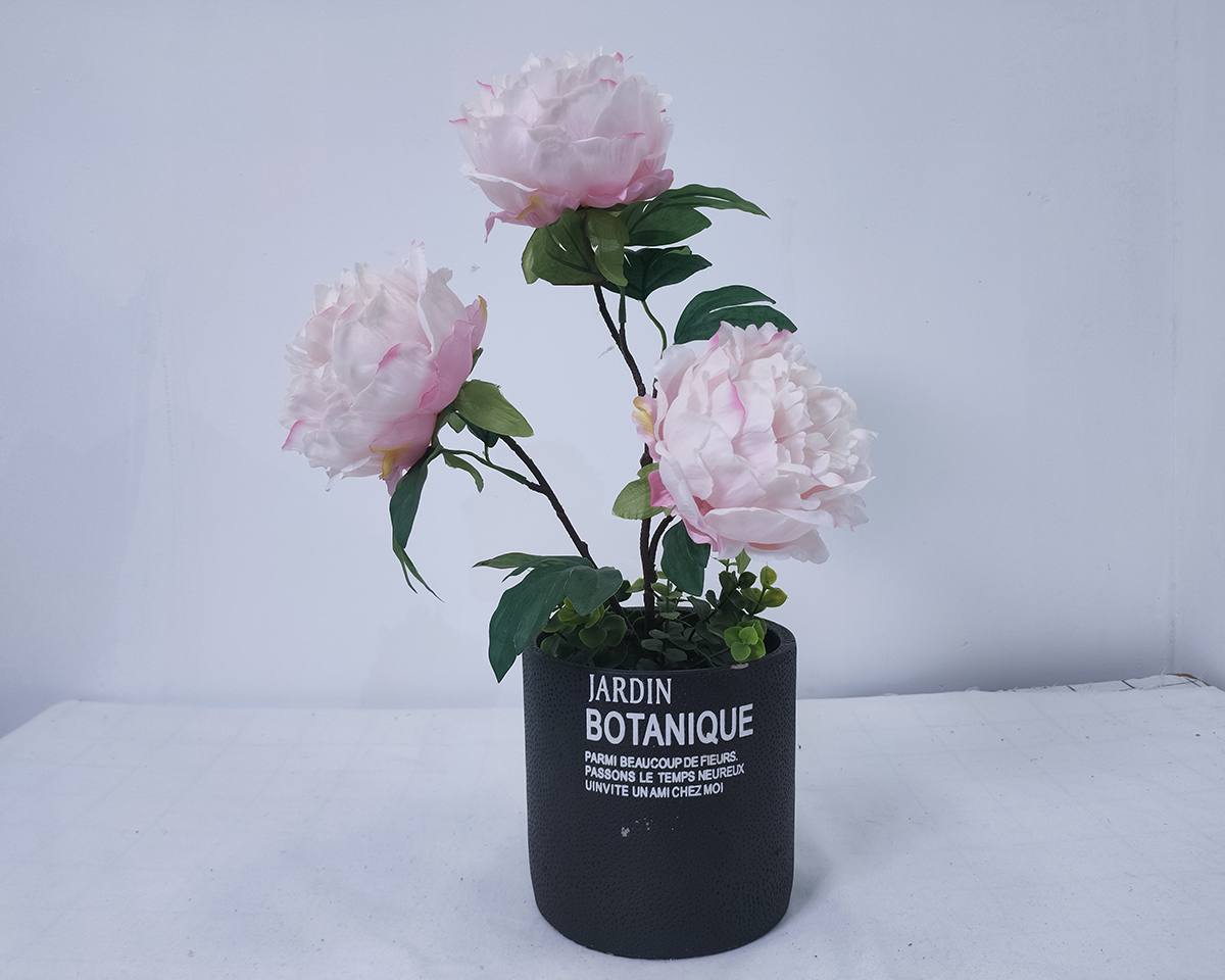 European peony potting