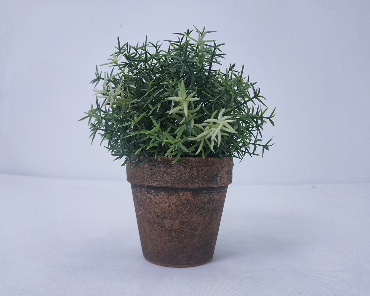Simulated pot culture of algal fern