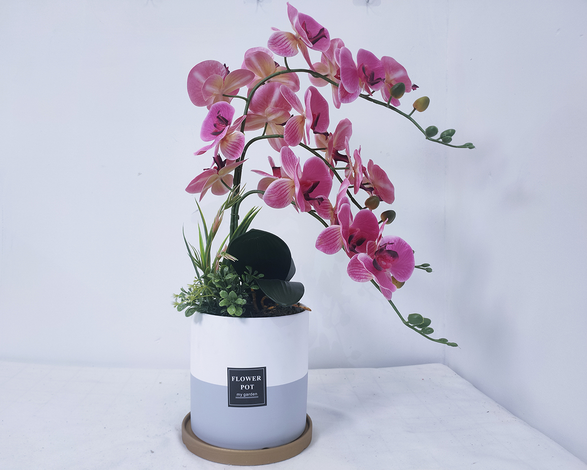 Potted European Phalaenopsis
