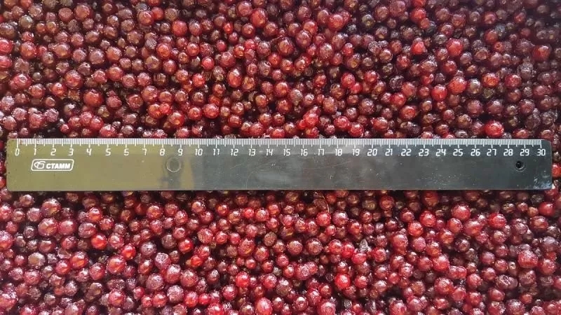 IQF Red Lingonberry