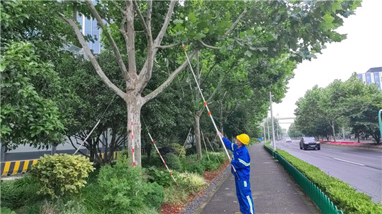 不一样的“理发”  悬铃木剥芽了解一下