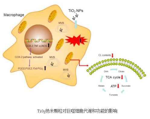纳米二氧化钛对细胞的影响