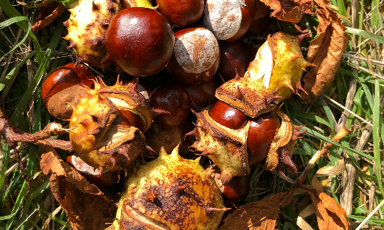 HORSECHESTNUT EXTRACT 90% CH 七叶树提取物