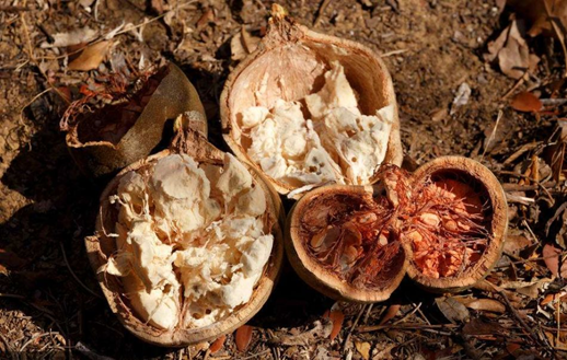 Baobab Oil/猴面包树籽油