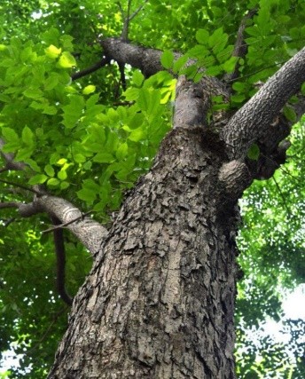 PTEROWHITE® 90% (PTEROCARPUS MARSUPIUM EXTRACT) CH 紫檀芪