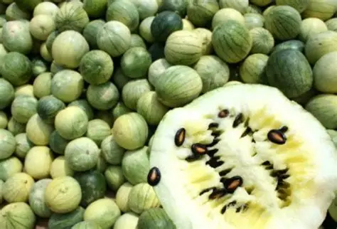 Kalahari Melon Oil/野西瓜籽油