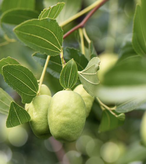 Product Aesthetics 1