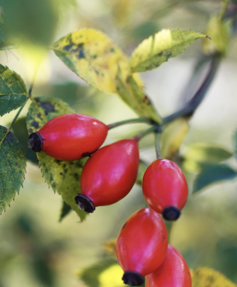 Product Aesthetics 2