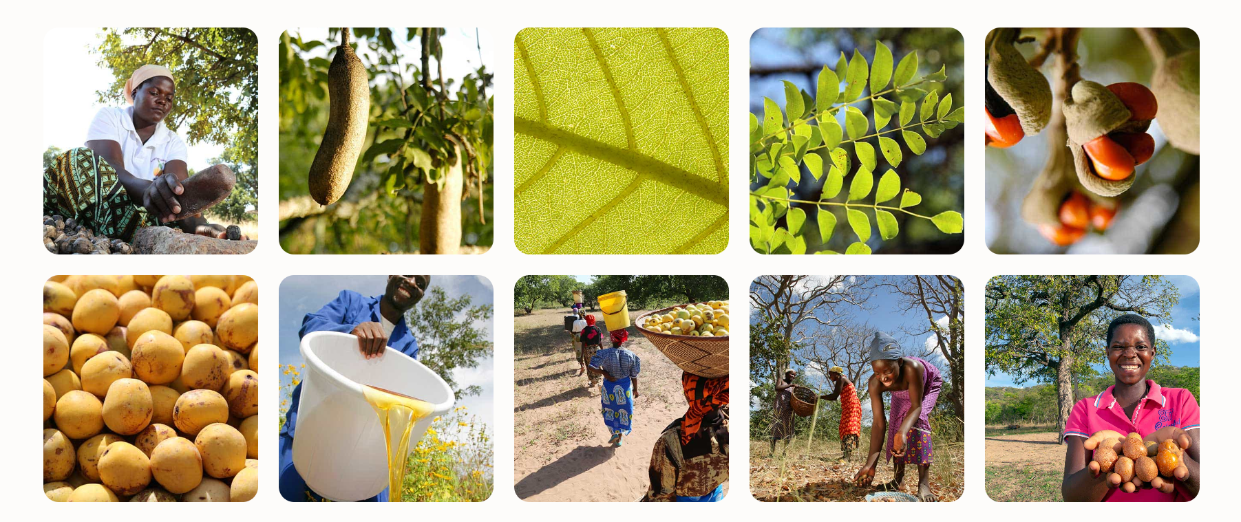 Community Collection