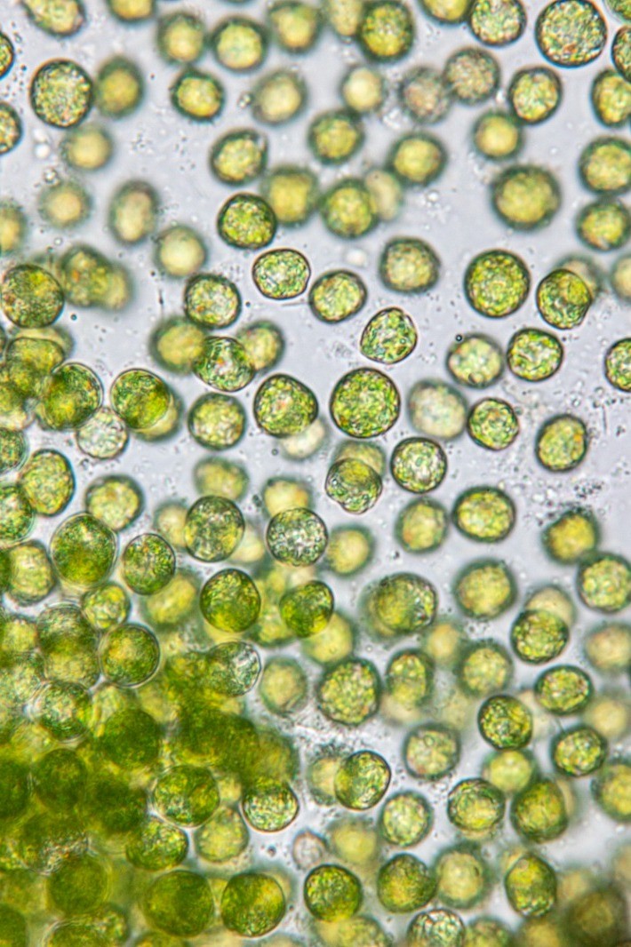 Chlorella Illustration