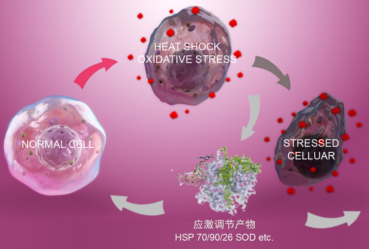 AC Dermal Respiratory Factor Advanced 皮肤呼吸因子