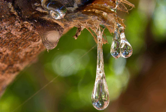 BOSWELLIN®CG (BOSWELLIA SERRATA EXTRACT) CH 乳香树脂提取物