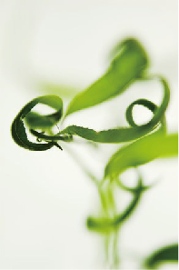 BioStine Galasalate 表皮守护因子