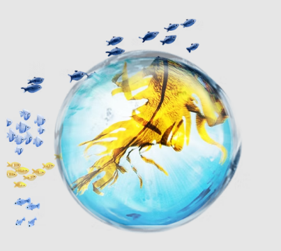 FucoSkin®/岩藻寡糖