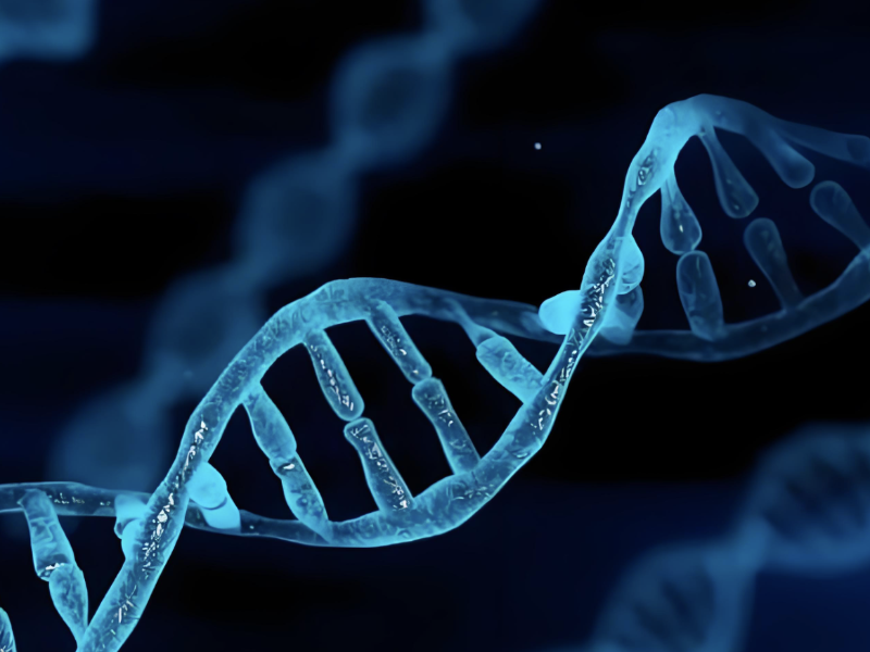 科学家发现人类大脑独特性的关键基因密码