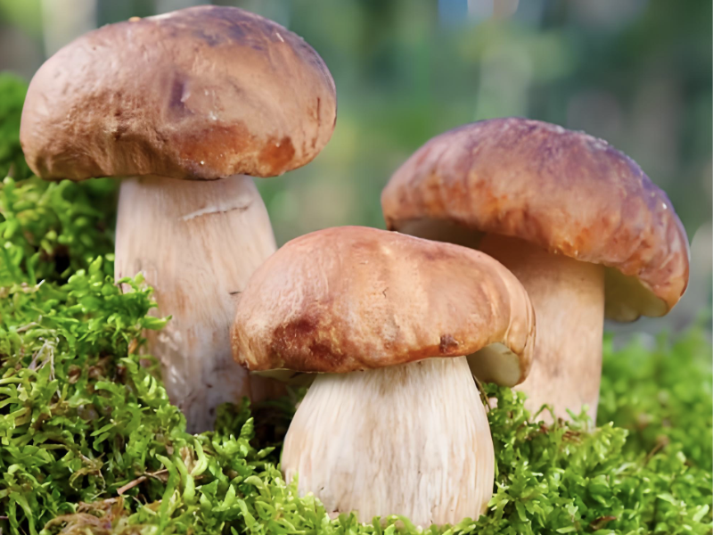 美研究团队创新突破 食用真菌变身忆阻器