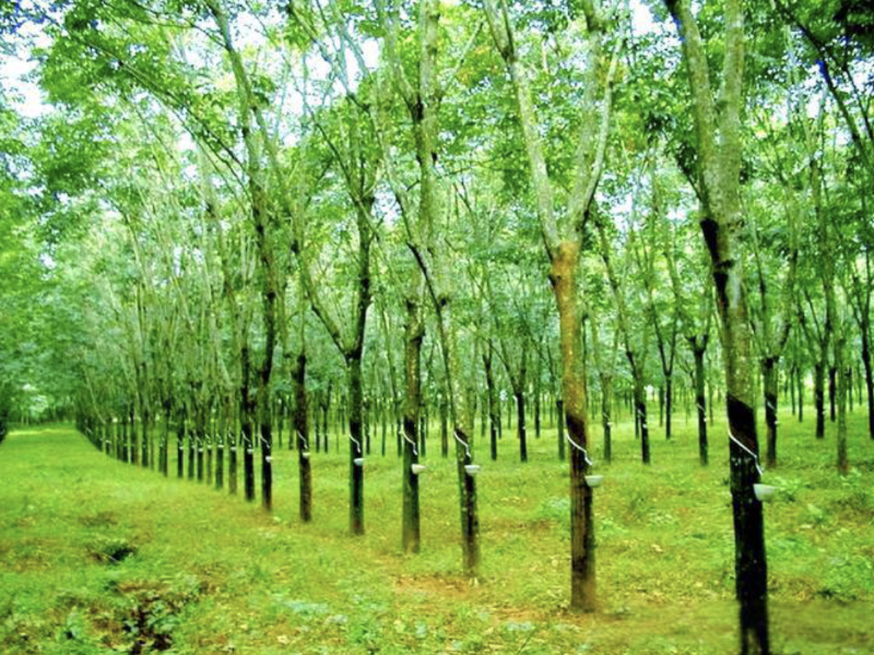 中国轮胎出海东南亚 开启全球产业新变局