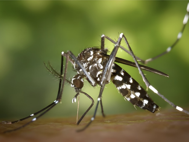 创新3D打印技术：借蚊子口器开启微纳制造