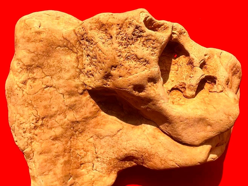 石头竟然是“证据”：化石是时间留下的痕迹