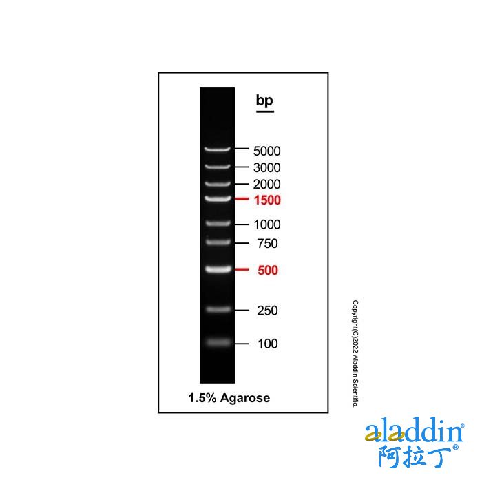 DNA Ladder (100-5000bp)