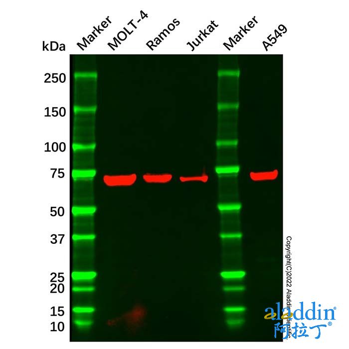 CD42b Mouse mAb