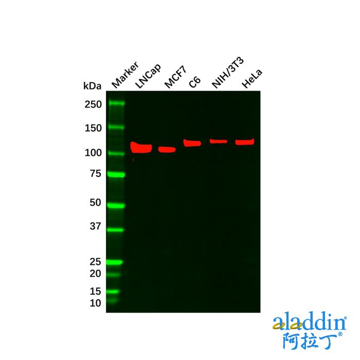 E Cadherin Mouse mAb