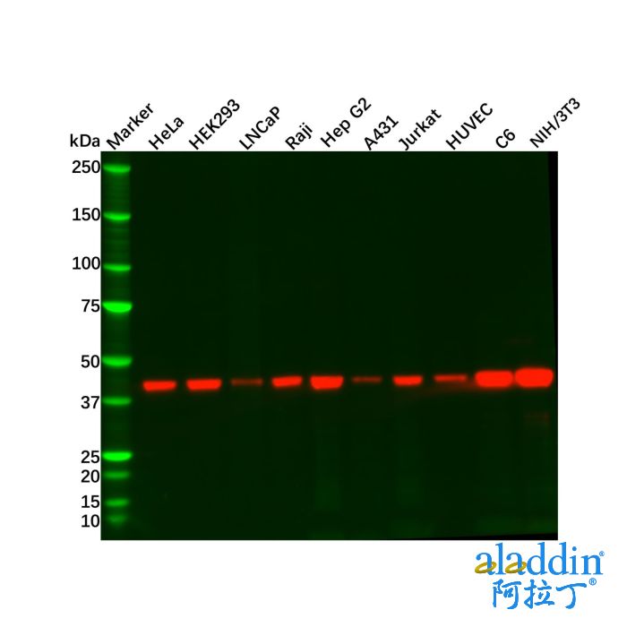 Recombinant ACTA2 Antibody
